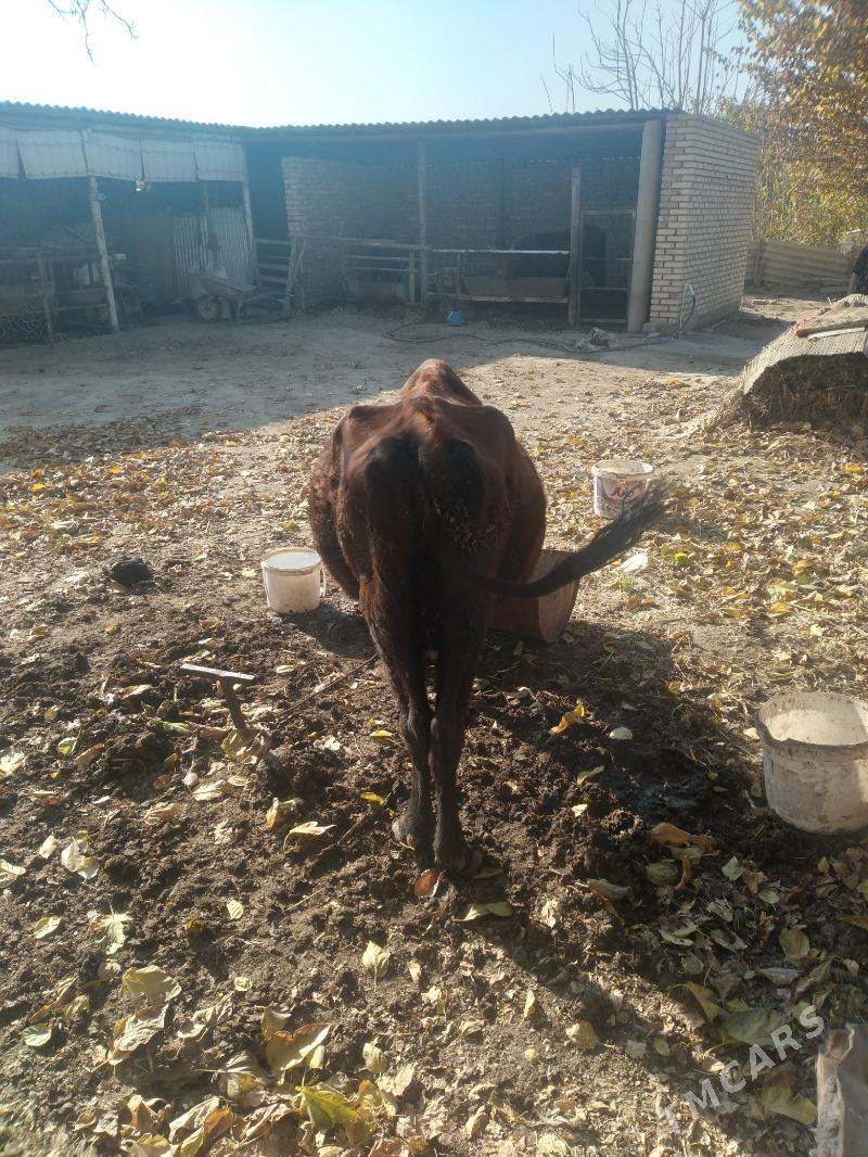 gysyr sygyr - Sakarçäge - img 1