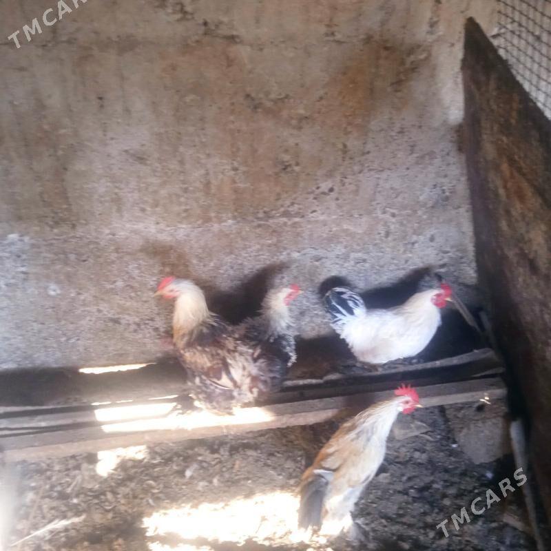 horaz - Aşgabat - img 6