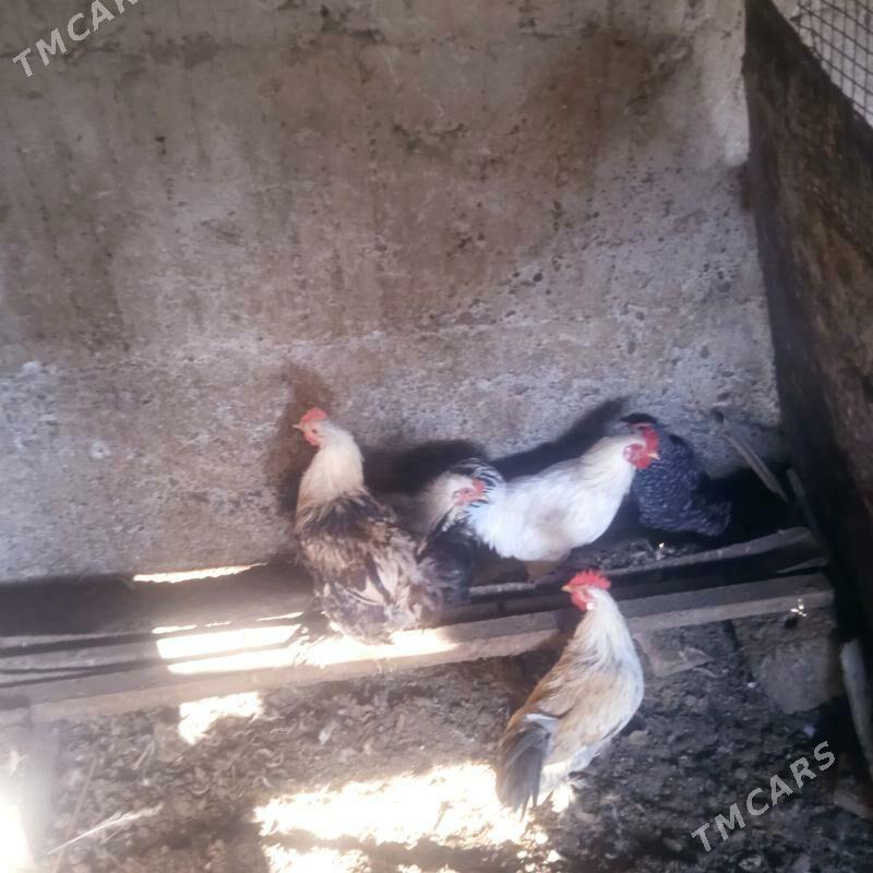 horaz - Aşgabat - img 5