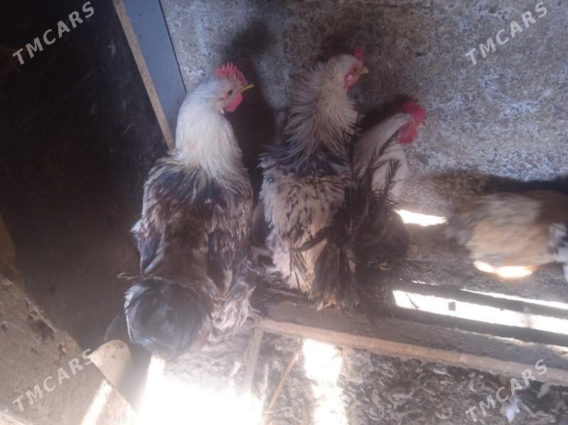 horaz - Aşgabat - img 8