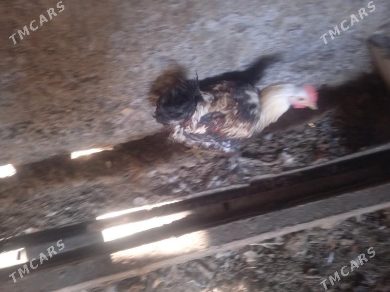 horaz - Aşgabat - img 4