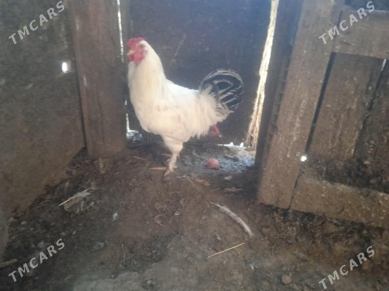 horaz - Aşgabat - img 3