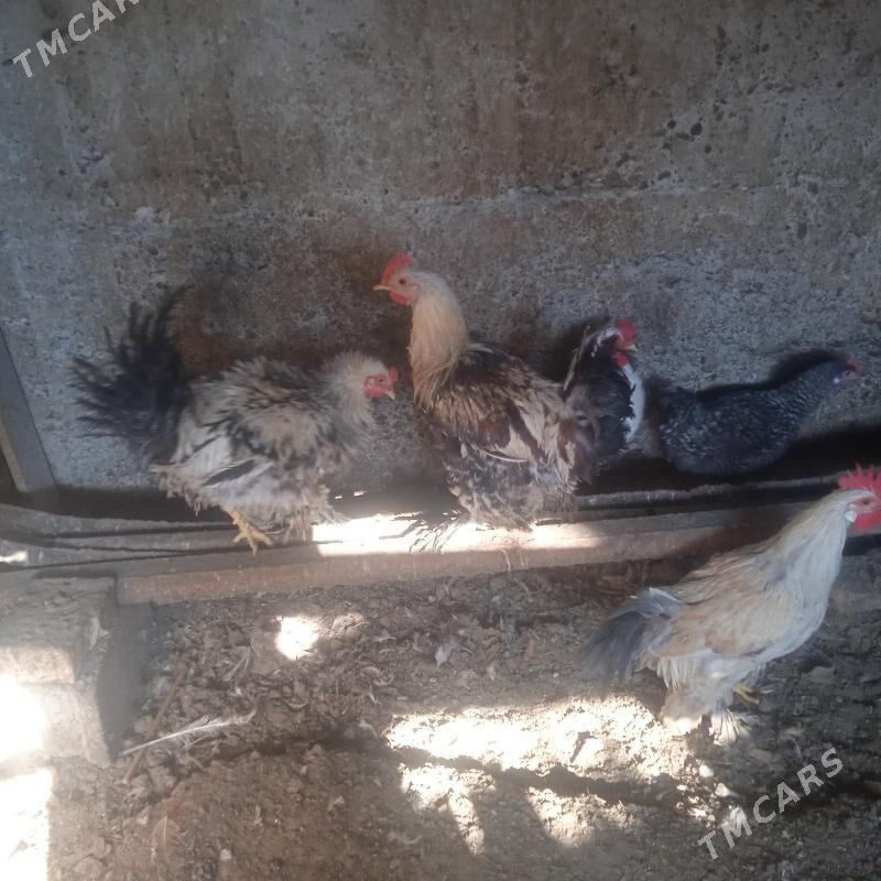 horaz - Aşgabat - img 7