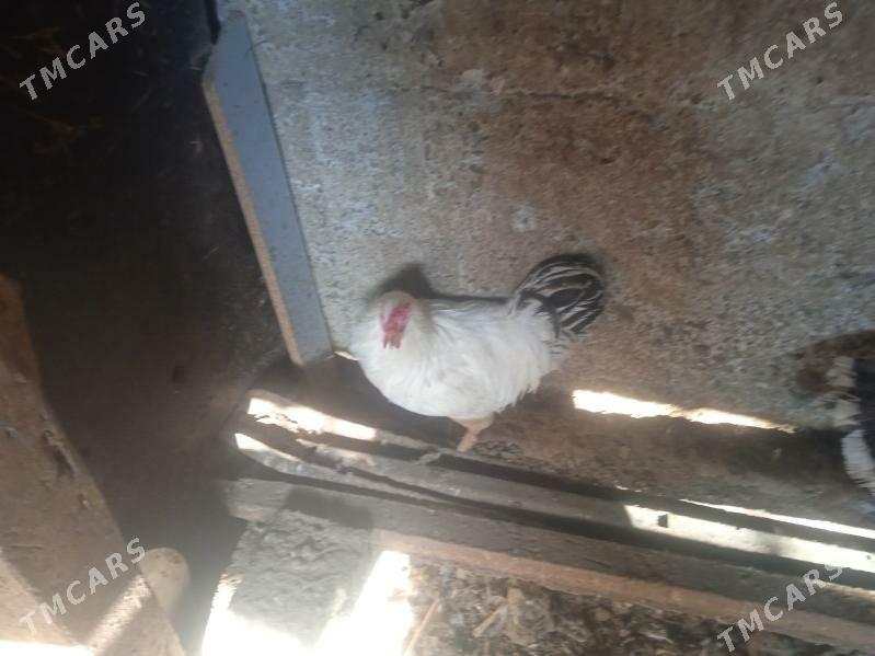 horaz - Aşgabat - img 2