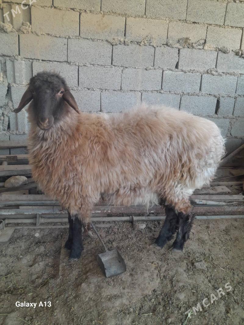 Tokly - Гызыларбат - img 1