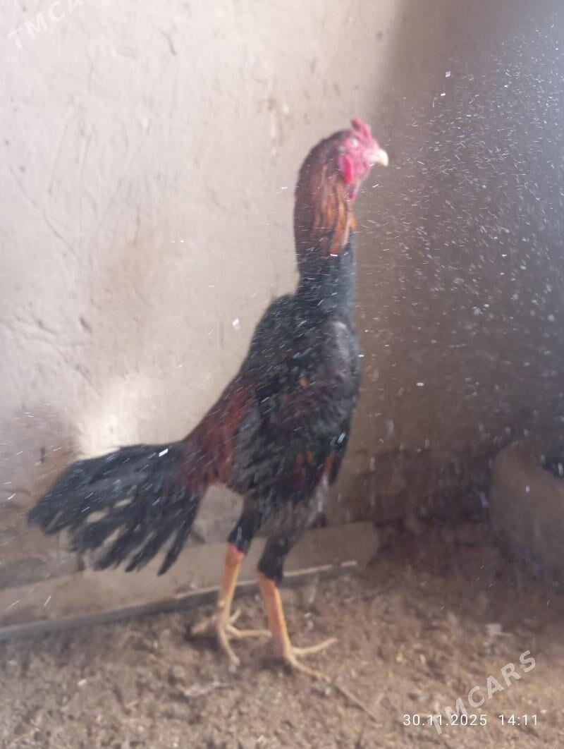 TASGENT HORAZ - Murgap - img 7