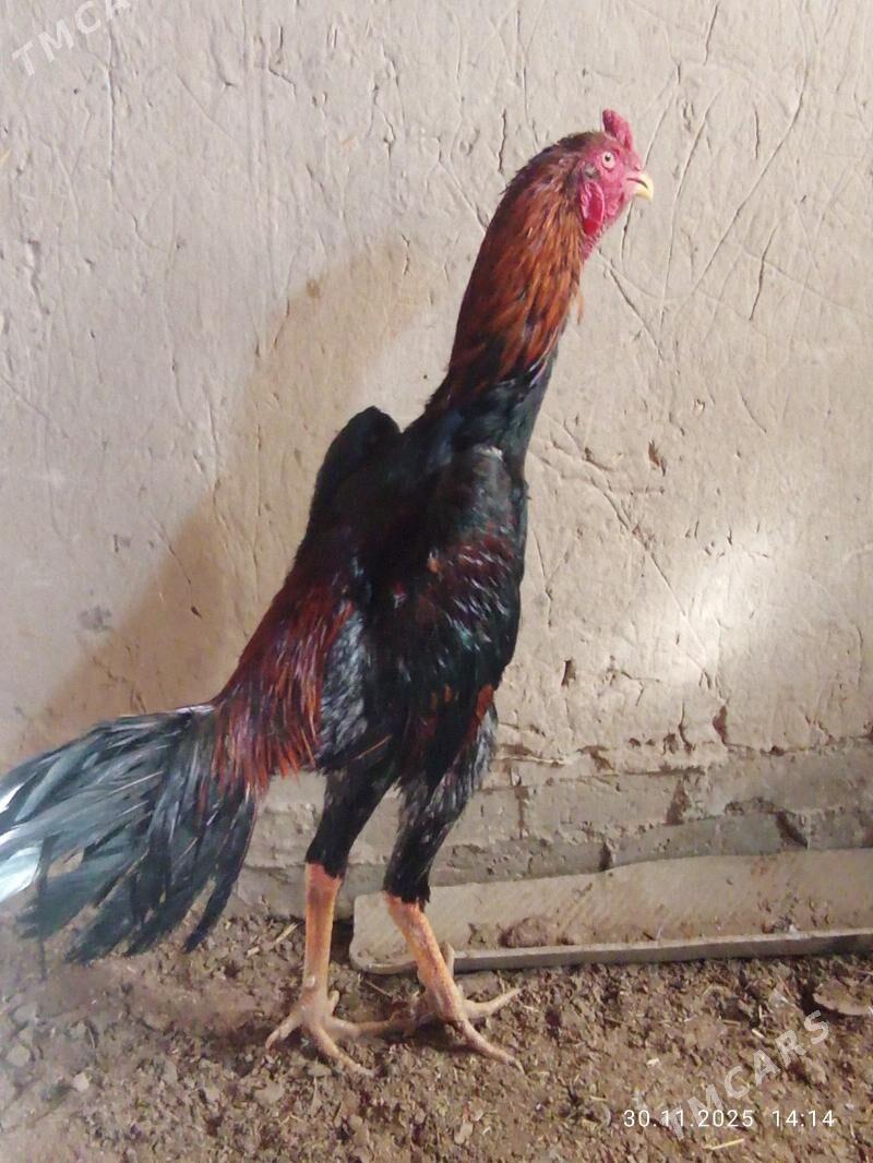 TASGENT HORAZ - Murgap - img 6