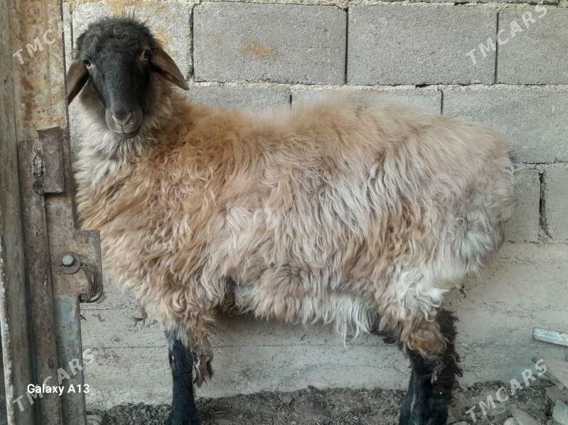 Tokly - Гызыларбат - img 3