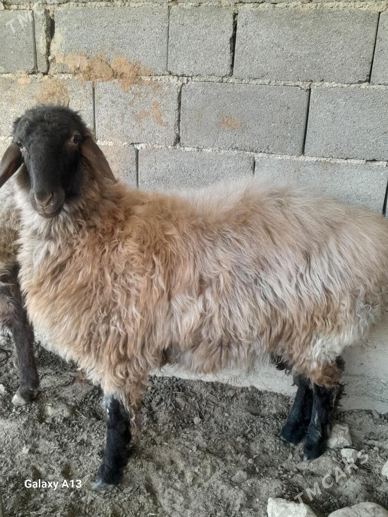 Tokly - Гызыларбат - img 4