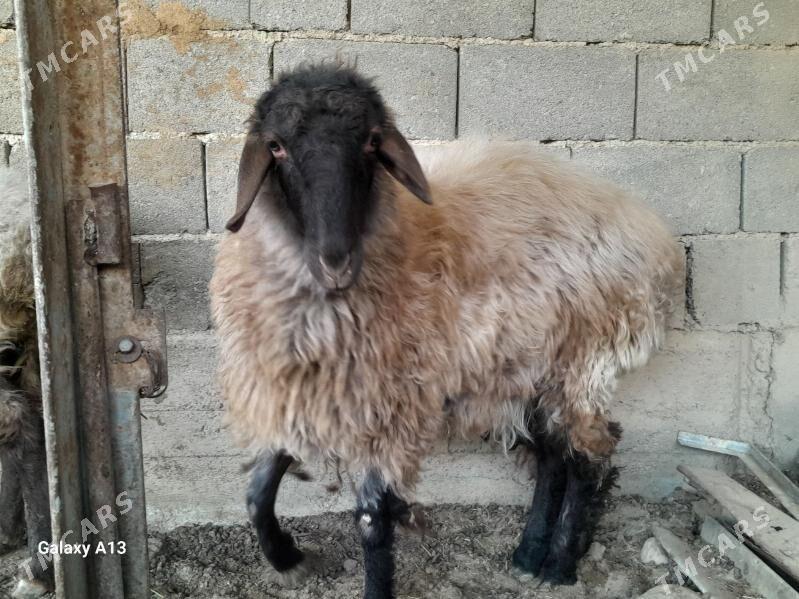 Tokly - Гызыларбат - img 2