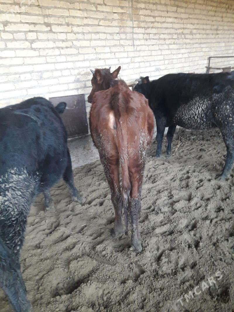 uc sany unajynlar - Чарджоу - img 2