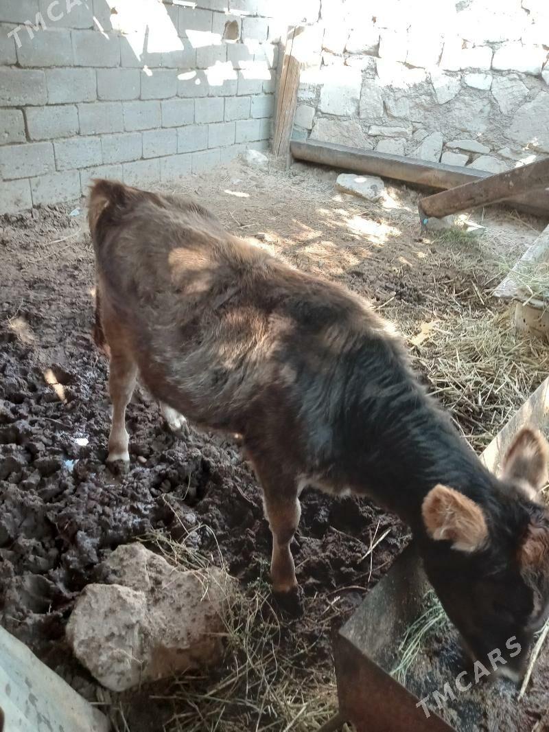 гачар - Jebel - img 2