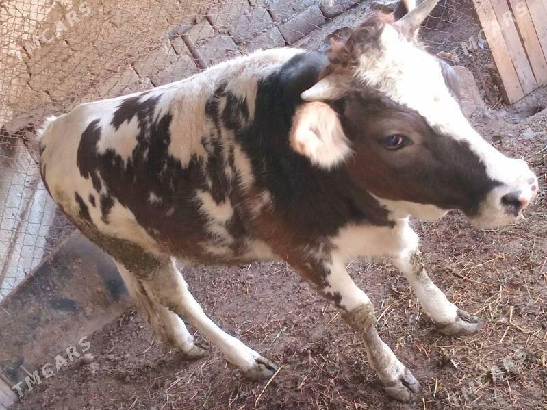 TUWE. 1. YAŞ. 4. AY - Gökdepe - img 1