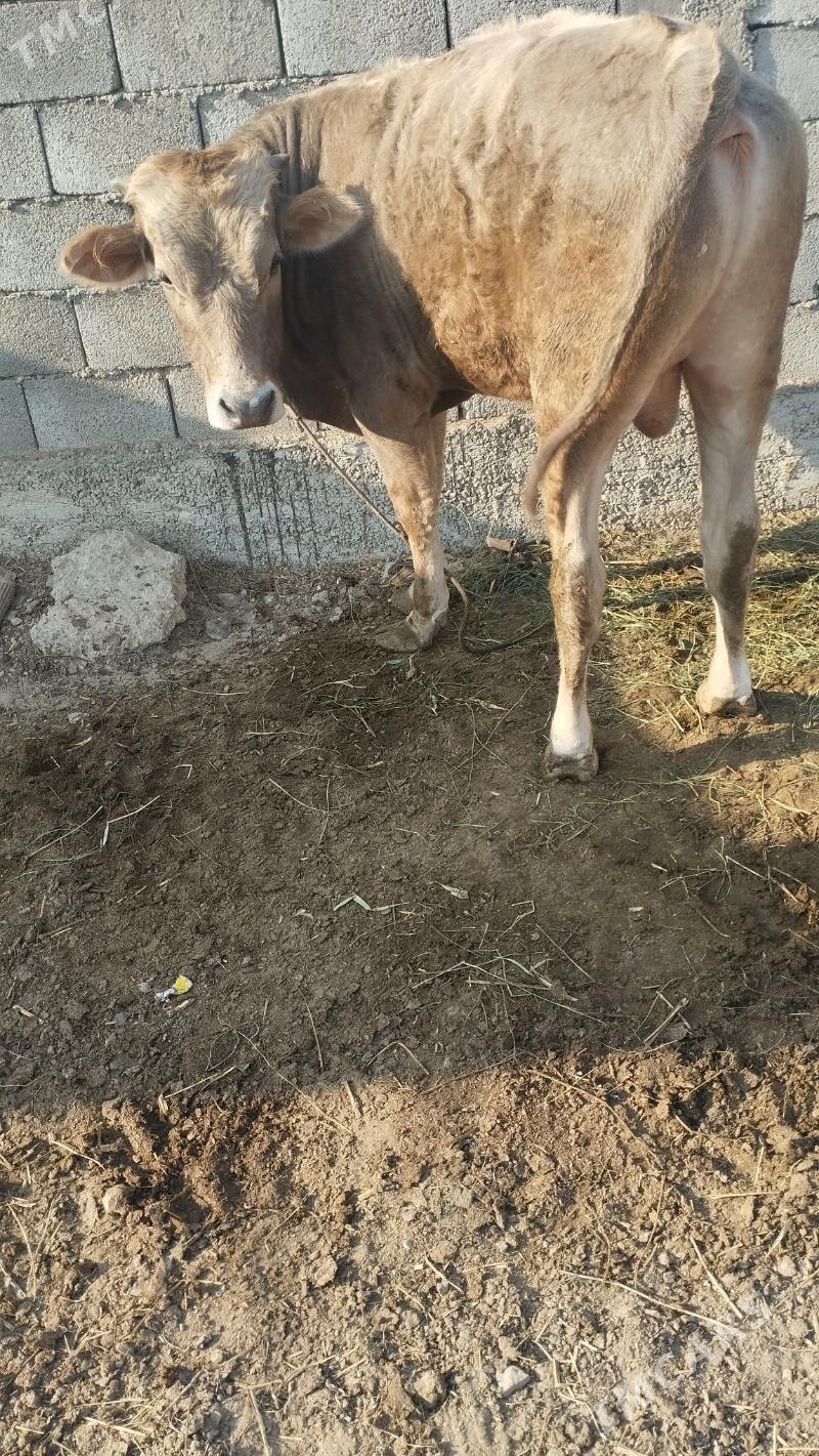 ökuz - Änew - img 2