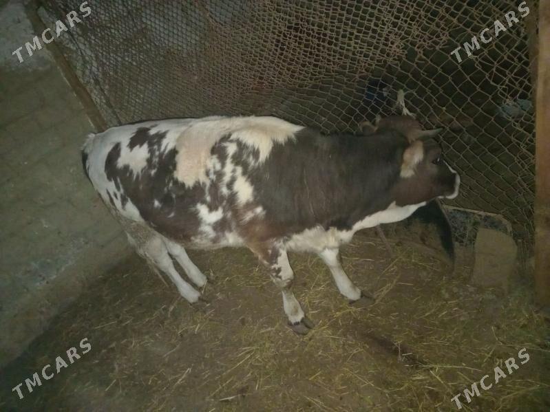 TUWE.  1. YAŞ. 4. AY - Gökdepe - img 3