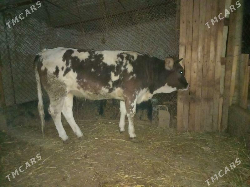 TUWE.  1. YAŞ. 4. AY - Gökdepe - img 2