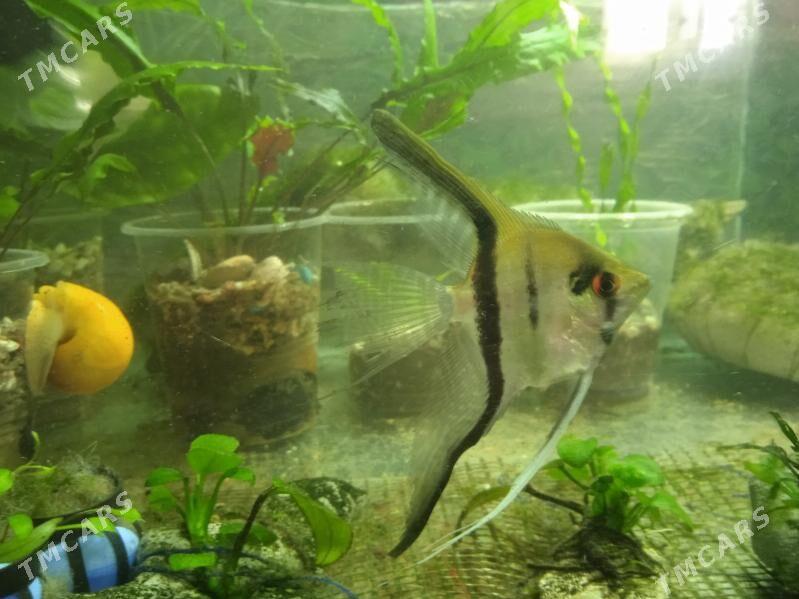 Скалярия вуалевые взрослые - Мир 3 - img 2