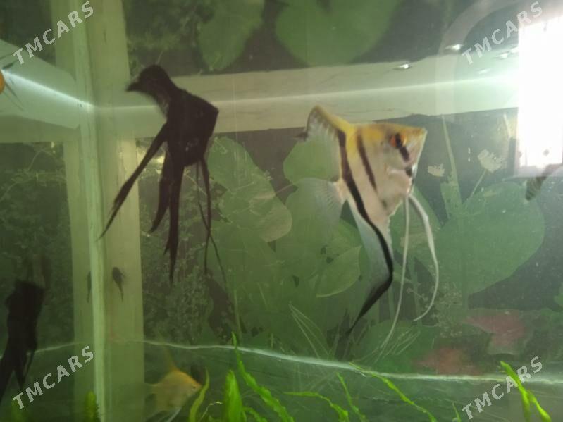 Скалярия вуалевые взрослые - Мир 3 - img 3