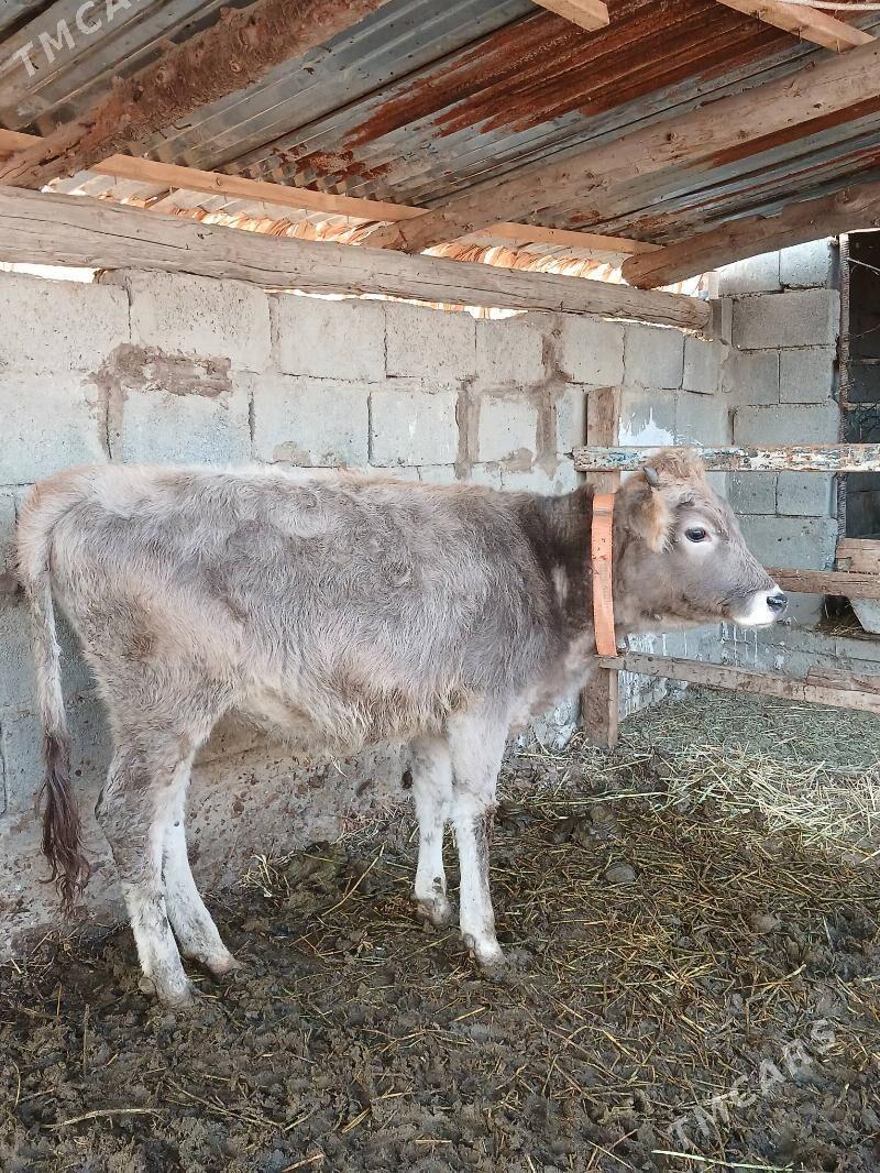 Tuwe - Гёкдепе - img 2