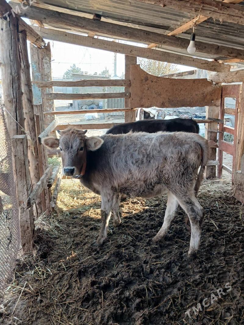 Tuwe - Гёкдепе - img 1