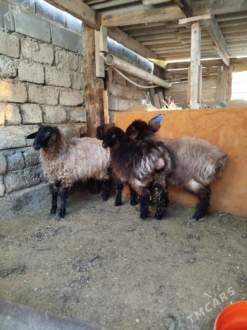 Tokly - Büzmeýin - img 3