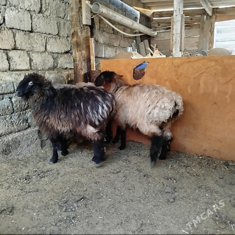 Tokly - Büzmeýin - img 1