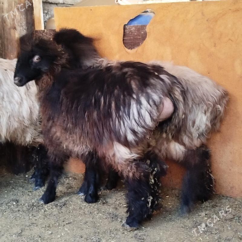 Tokly - Büzmeýin - img 4