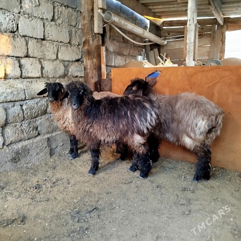 Tokly - Büzmeýin - img 2