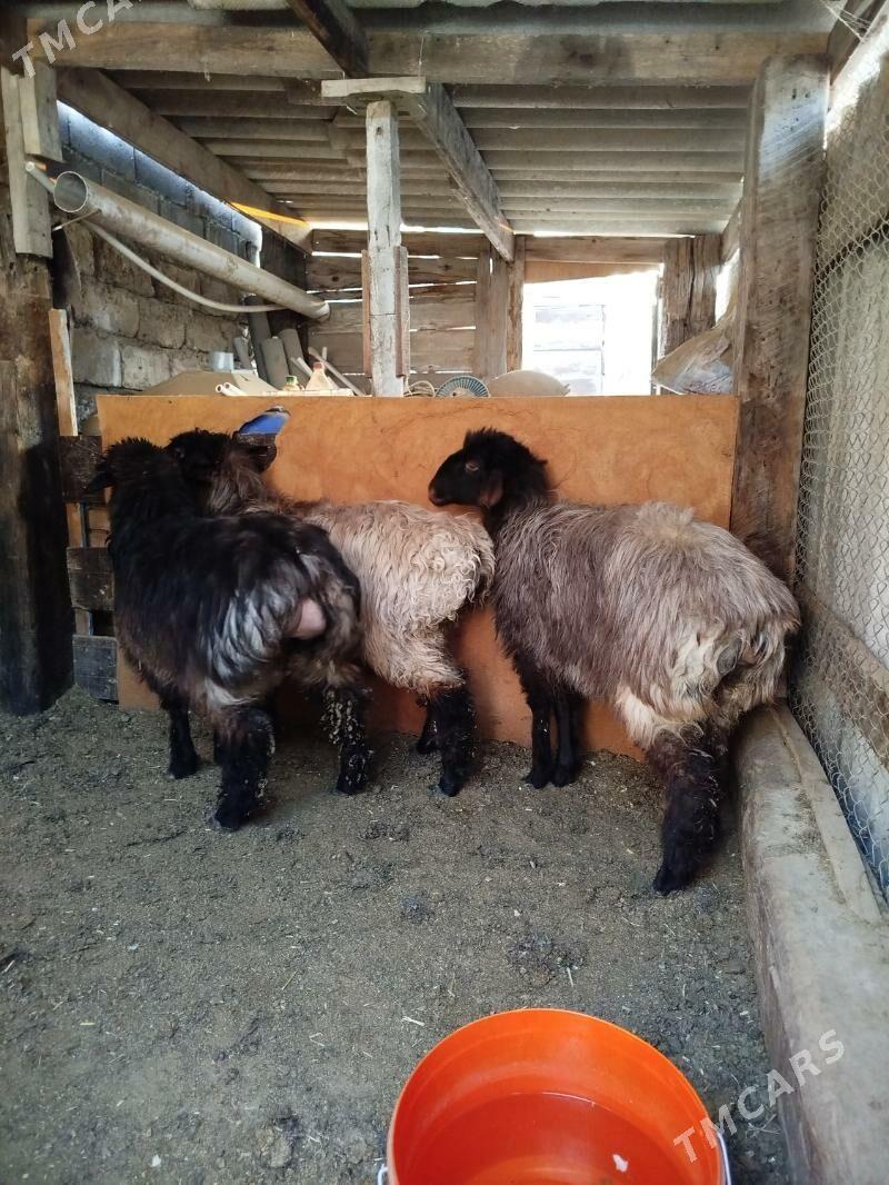 Tokly - Büzmeýin - img 5