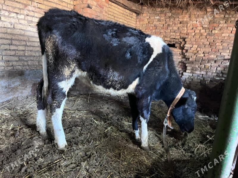 sygyr - Türkmenabat - img 5