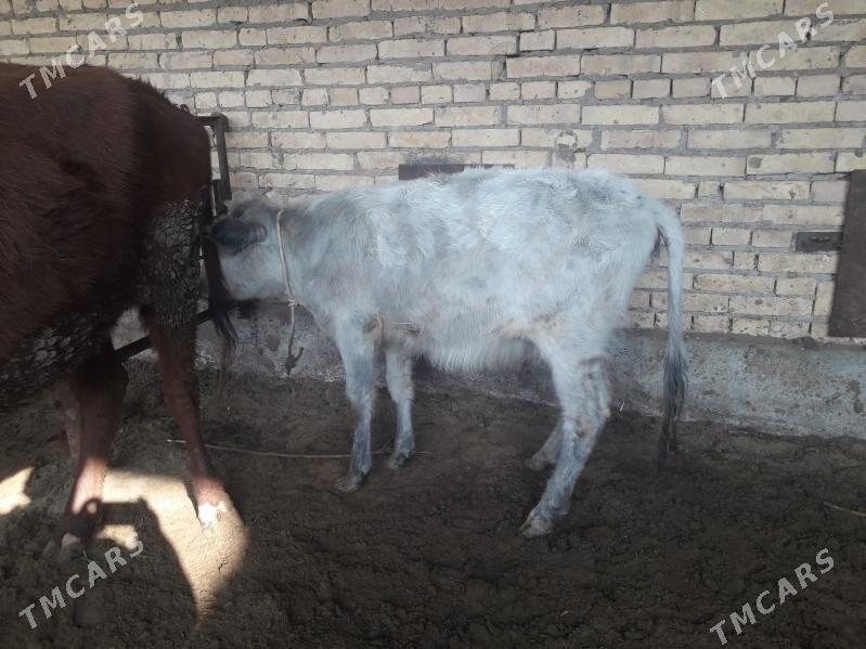 unajyn - Çärjew - img 2