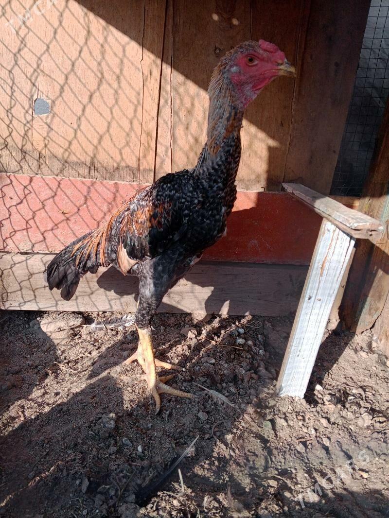 horaz juje - Farap - img 2