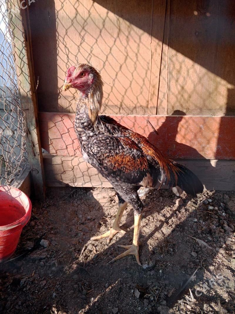 horaz juje - Farap - img 4