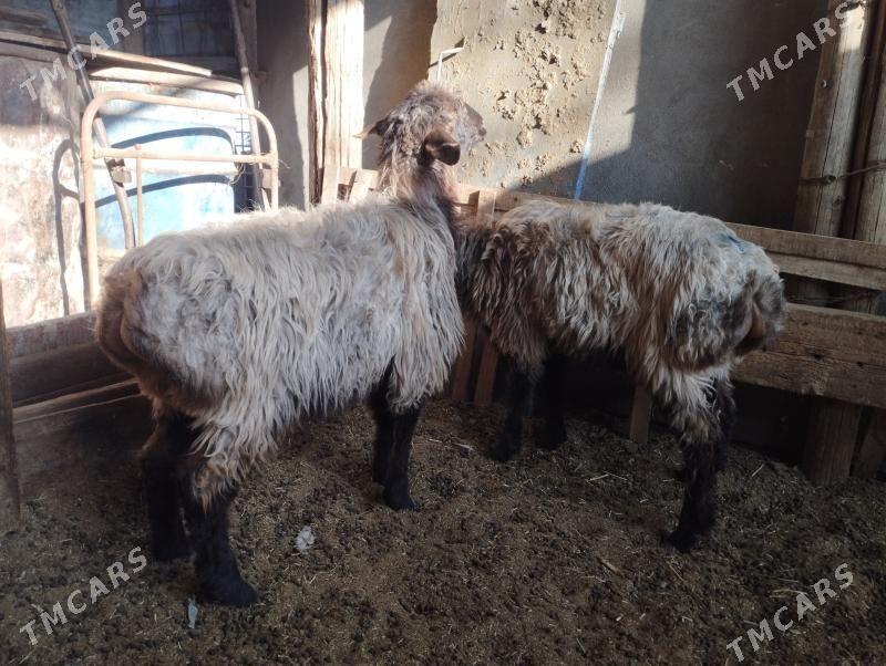 Tokly - Aşgabat - img 2