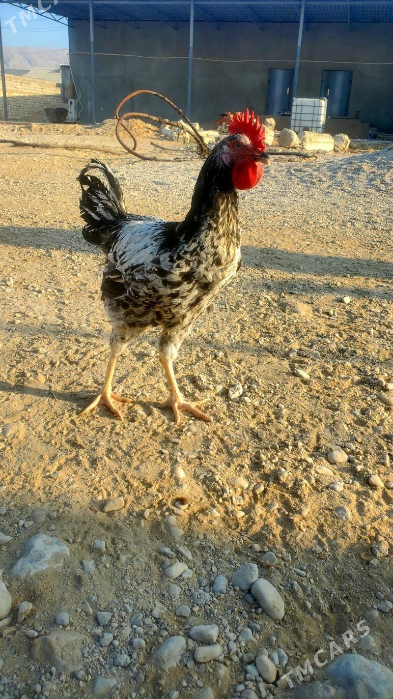 Armiyan horaz - Balkanabat - img 3