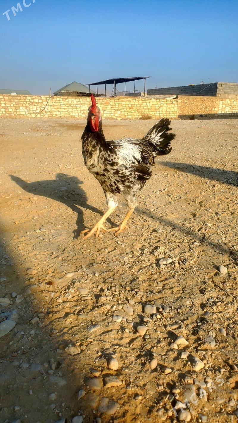 Armiyan horaz - Balkanabat - img 2