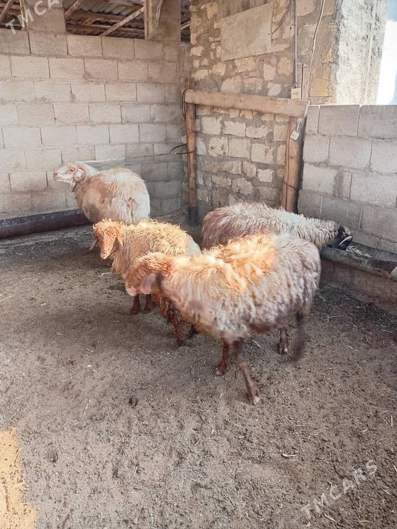 tokly - Balkanabat - img 5