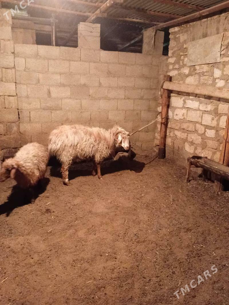 tokly - Balkanabat - img 7