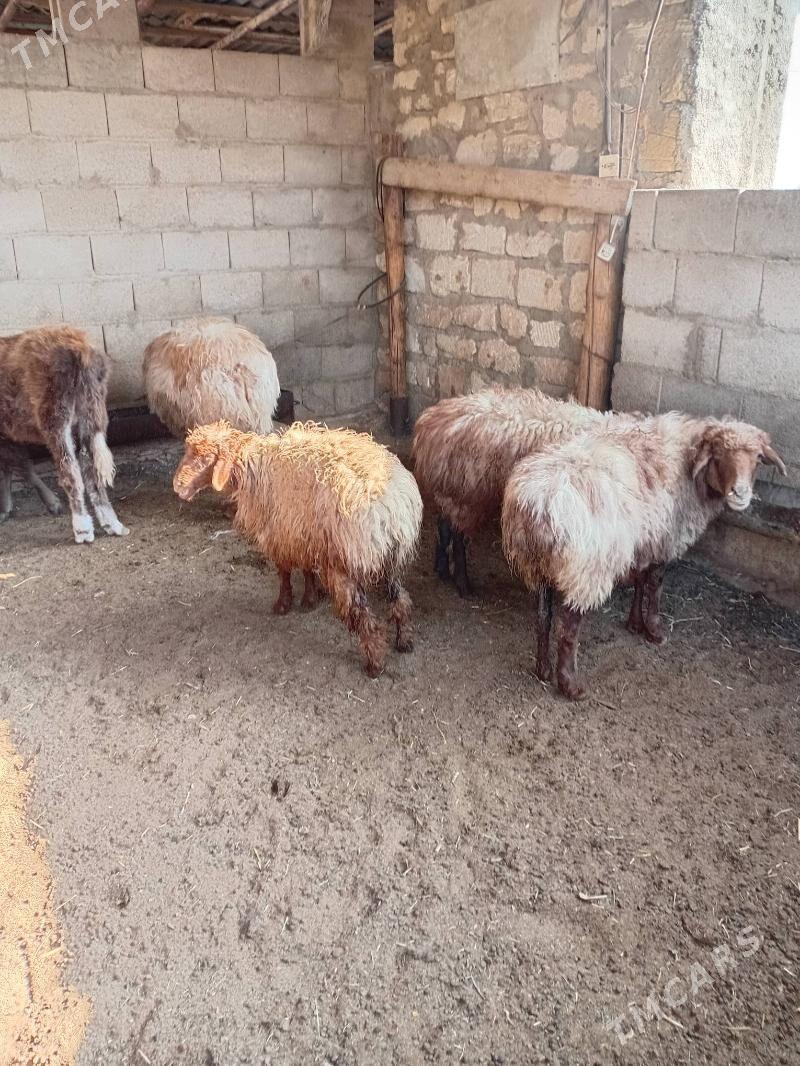 tokly - Balkanabat - img 4