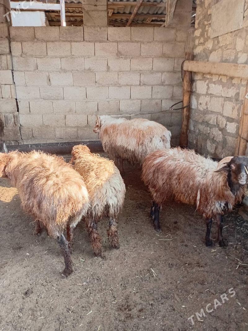 tokly - Balkanabat - img 2