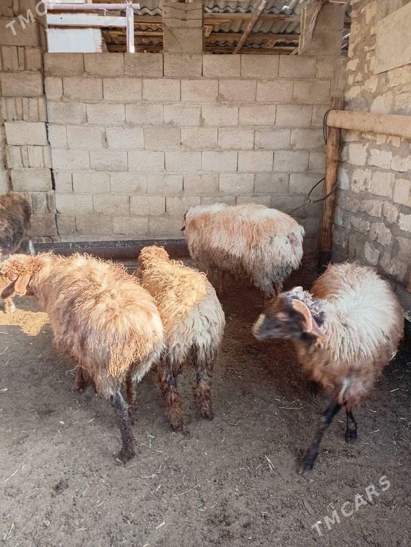 tokly - Balkanabat - img 3