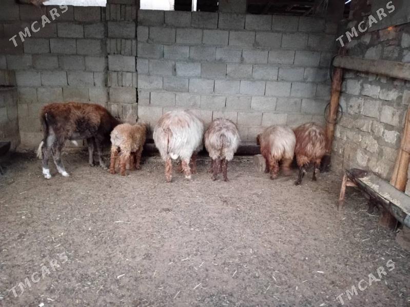 tokly - Balkanabat - img 6