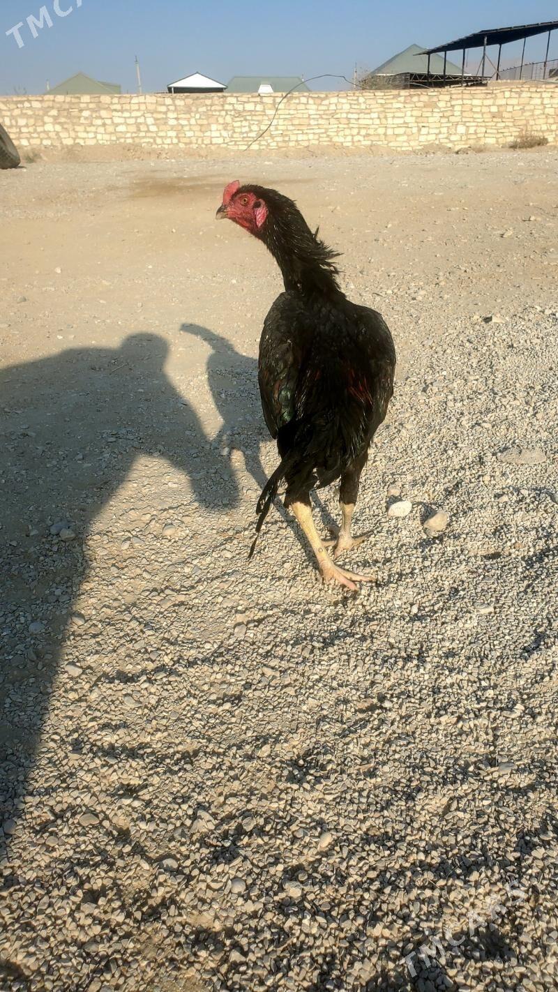 Baýsowy horaz - Balkanabat - img 2