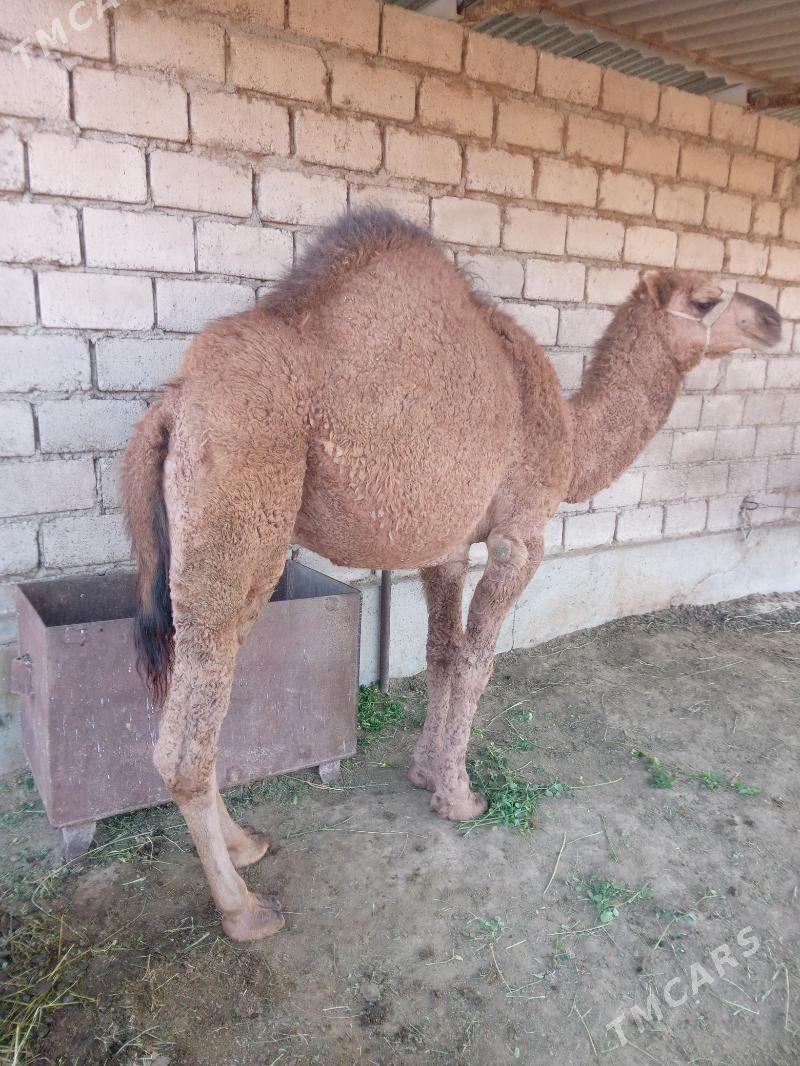 Owşyk - Ak bugdaý etraby - img 2