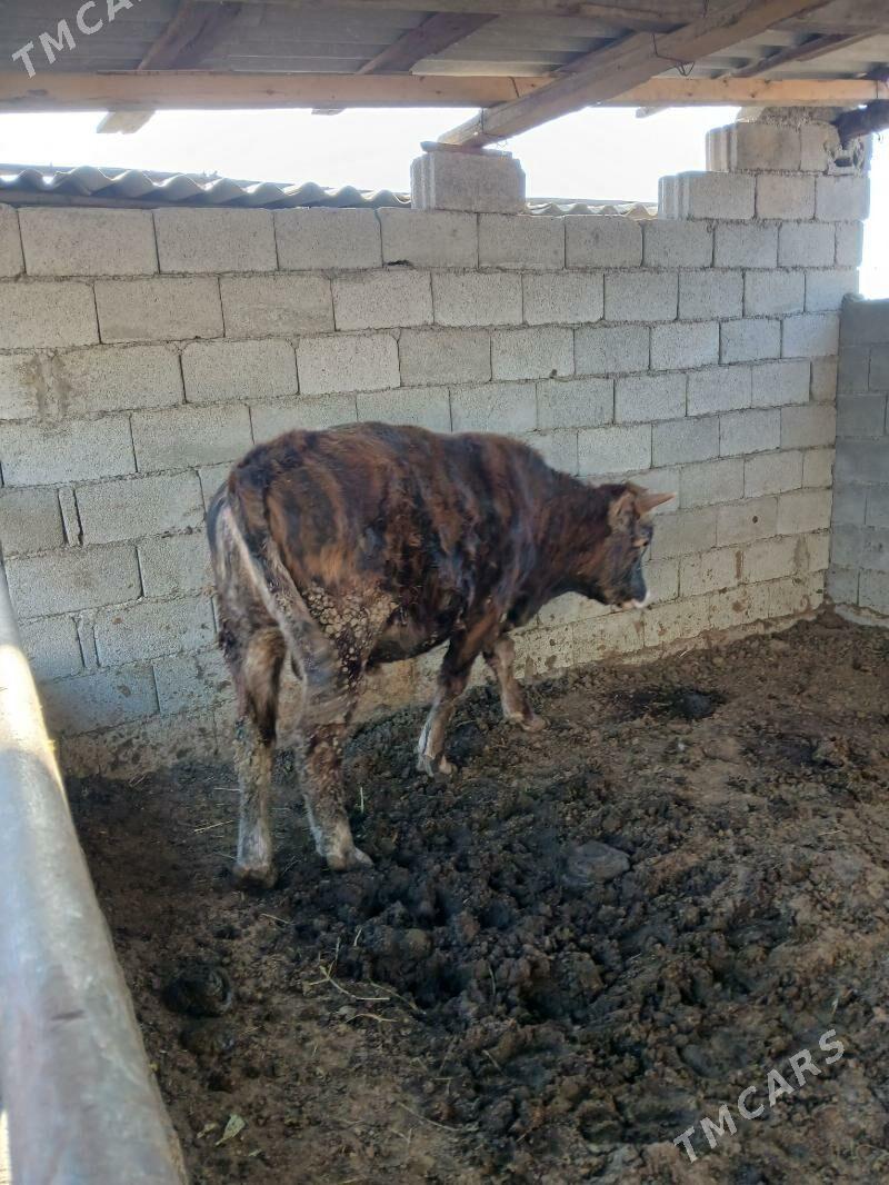 okuz 2 yasap gecen - Büzmeýin - img 3