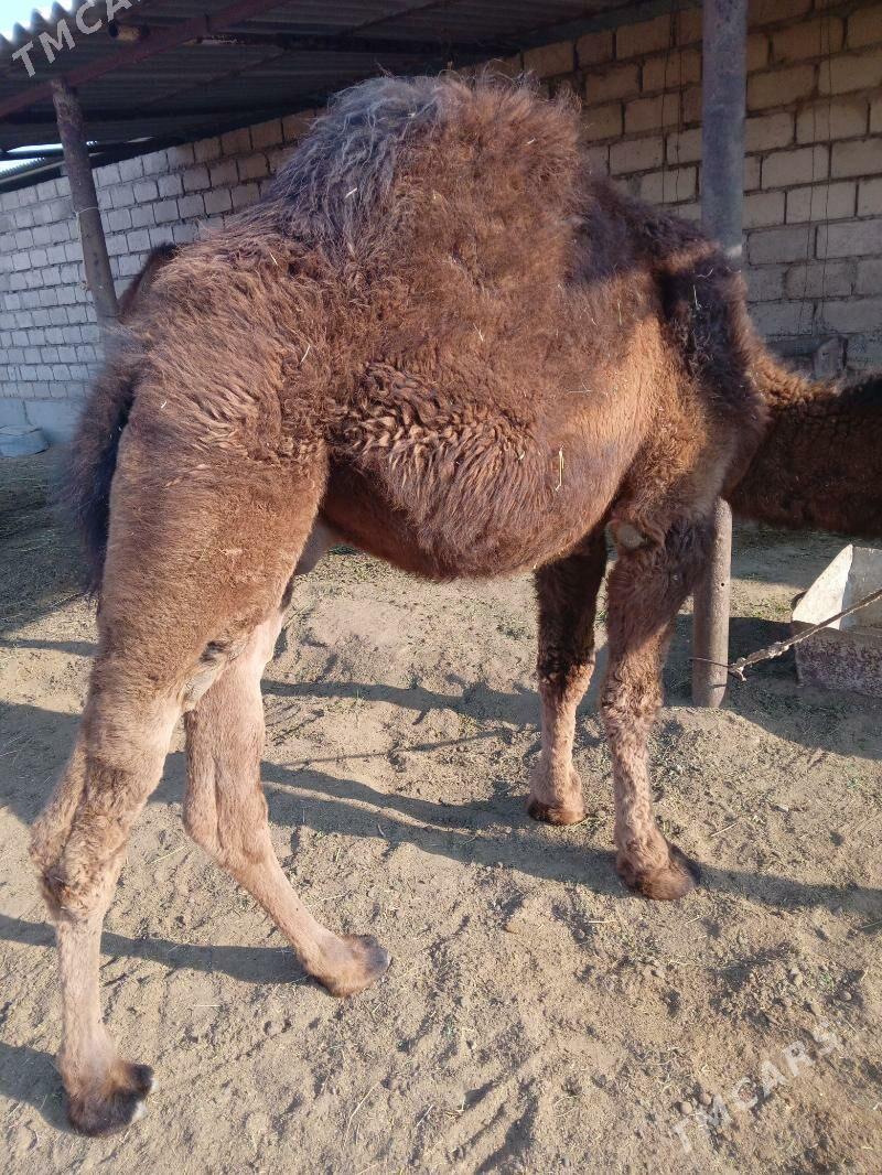 Owşyk - Ak bugdaý etraby - img 3