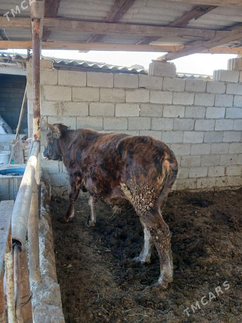 okuz 2 yasap gecen - Büzmeýin - img 2