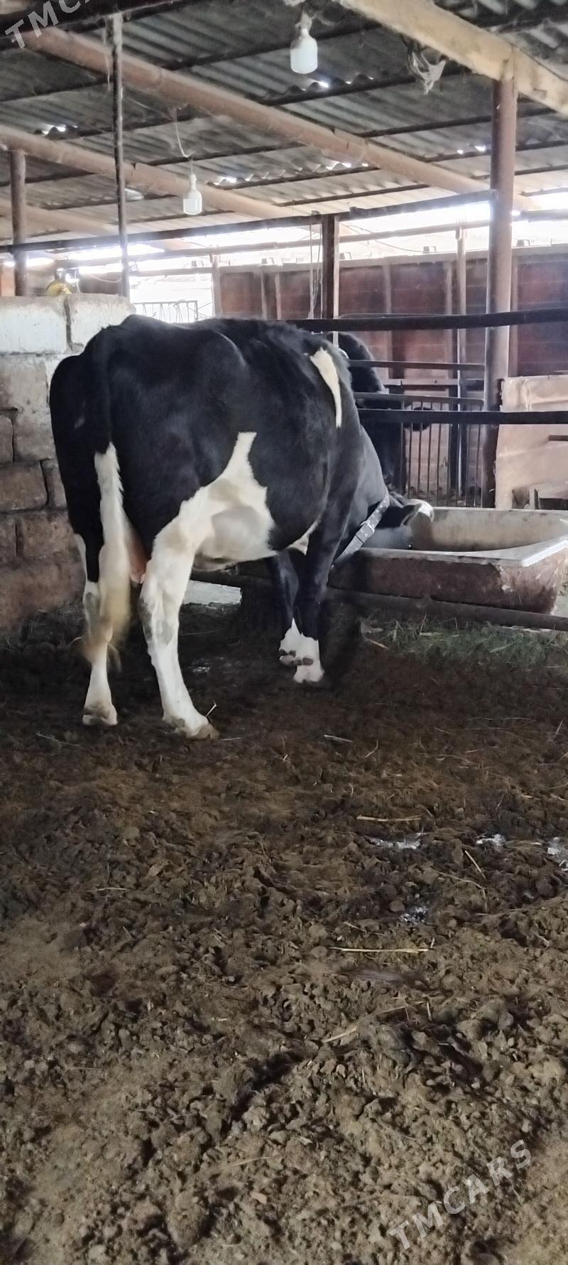 GIBRID AGYR BOGAZ SYGYR - Änew - img 3