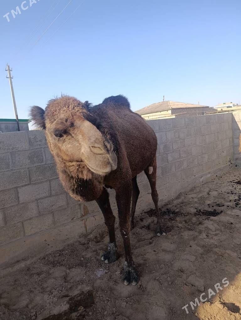 Duye duluç 2gezek botlan - Этрек - img 1