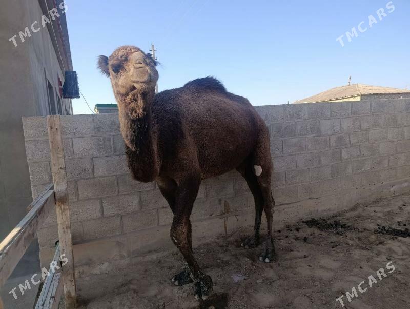 Duye duluç 2gezek botlan - Этрек - img 2